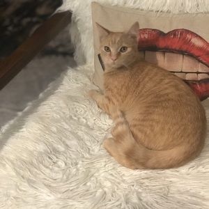 Meet your Posher, Anique🦔🧡